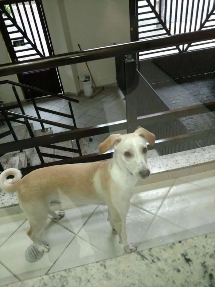 Cachorro ra a vira-lata idade 7 a 11 meses nome Sem Nome