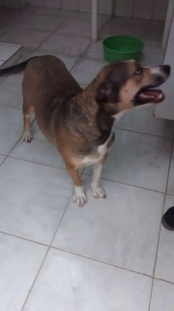 Cachorro ra a Srd idade 3 anos nome Florence