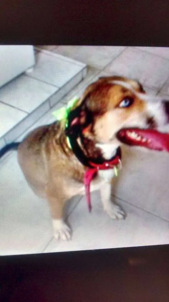 Cachorro ra a Srd idade 3 anos nome Florence