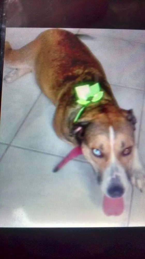 Cachorro ra a Srd idade 3 anos nome Florence