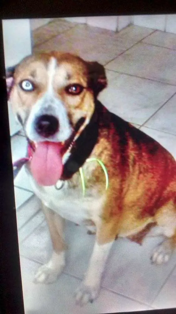 Cachorro ra a Srd idade 3 anos nome Florence