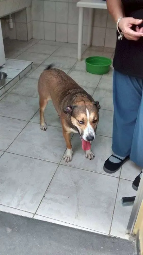 Cachorro ra a Srd idade 3 anos nome Florence