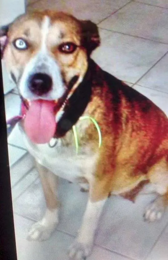 Cachorro ra a Srd idade 3 anos nome Florence