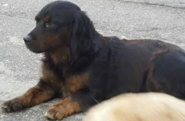 Cachorro ra a SRD idade 1 ano nome Duquesa