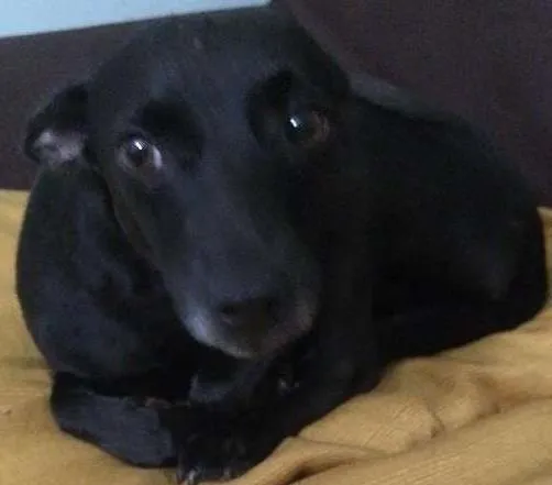 Cachorro ra a SRD idade 4 anos nome "Receba"??
