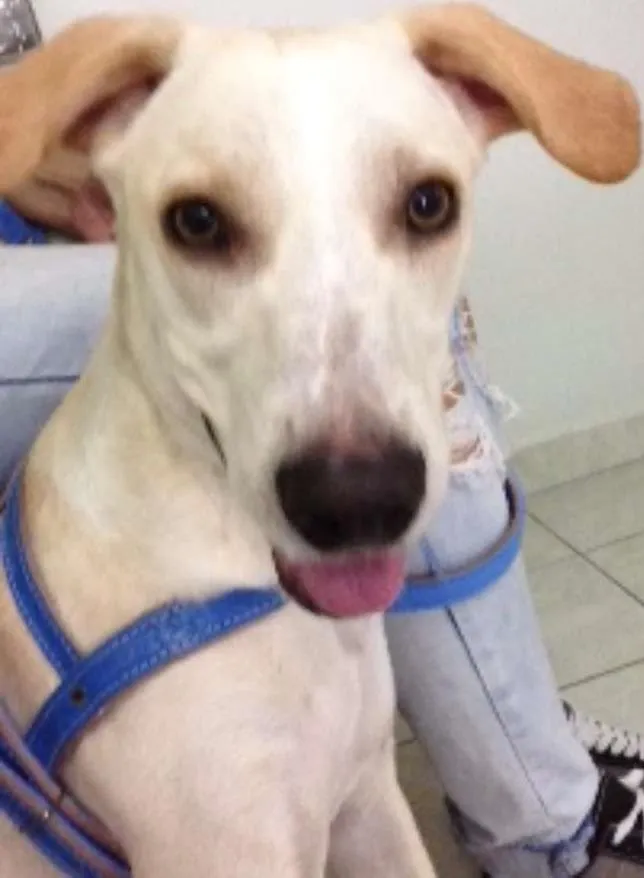 Cachorro ra a vira-lata idade 7 a 11 meses nome Sem Nome