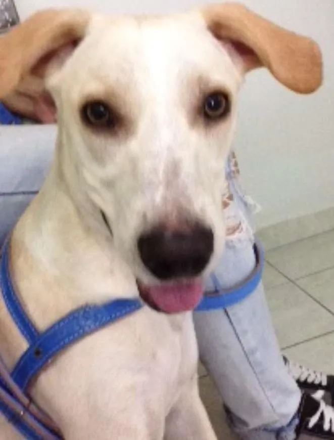 Cachorro ra a vira-lata idade 7 a 11 meses nome Sem Nome