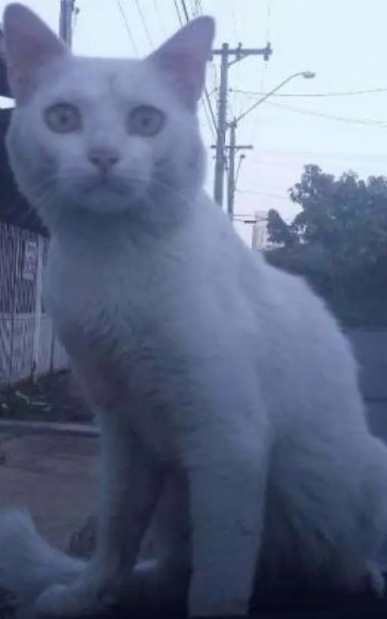 Gato ra a SRD idade 2 anos nome Snow