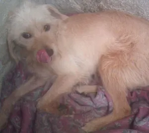 Cachorro raça VIRA LATA idade 6 ou mais anos nome LANCELOT