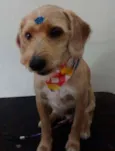 Olavinho