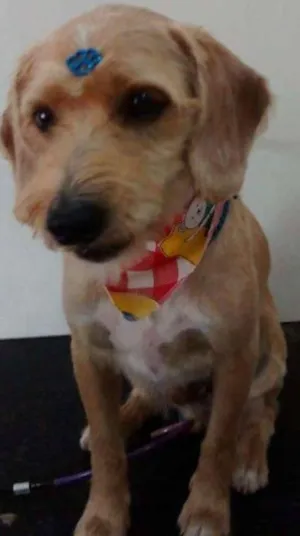 Cachorro raça SRD idade 1 ano nome Olavinho