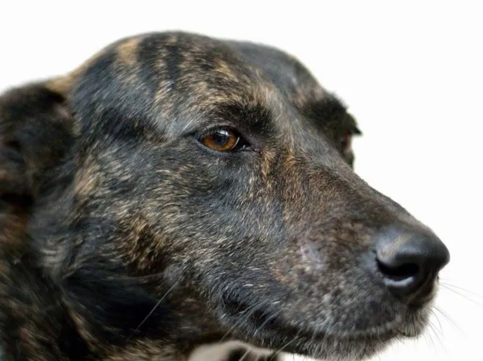 Cachorro ra a SRD idade 4 anos nome Cotó