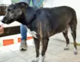 Cotó