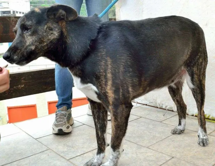 Cachorro ra a SRD idade 4 anos nome Cotó