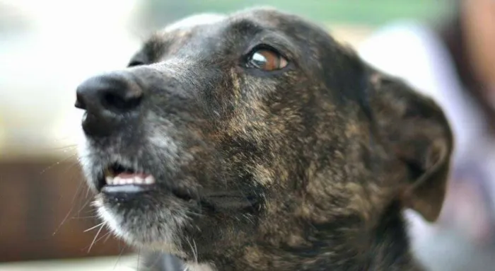 Cachorro ra a SRD idade 4 anos nome Cotó