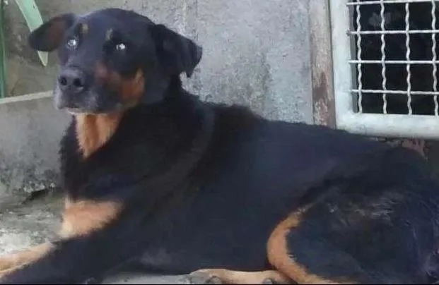 Cachorro ra a Rottweiler mix idade  nome THOR