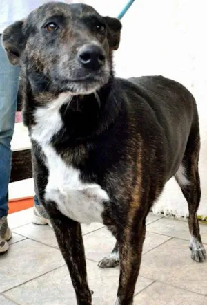 Cachorro raça SRD idade 4 anos nome Cotó