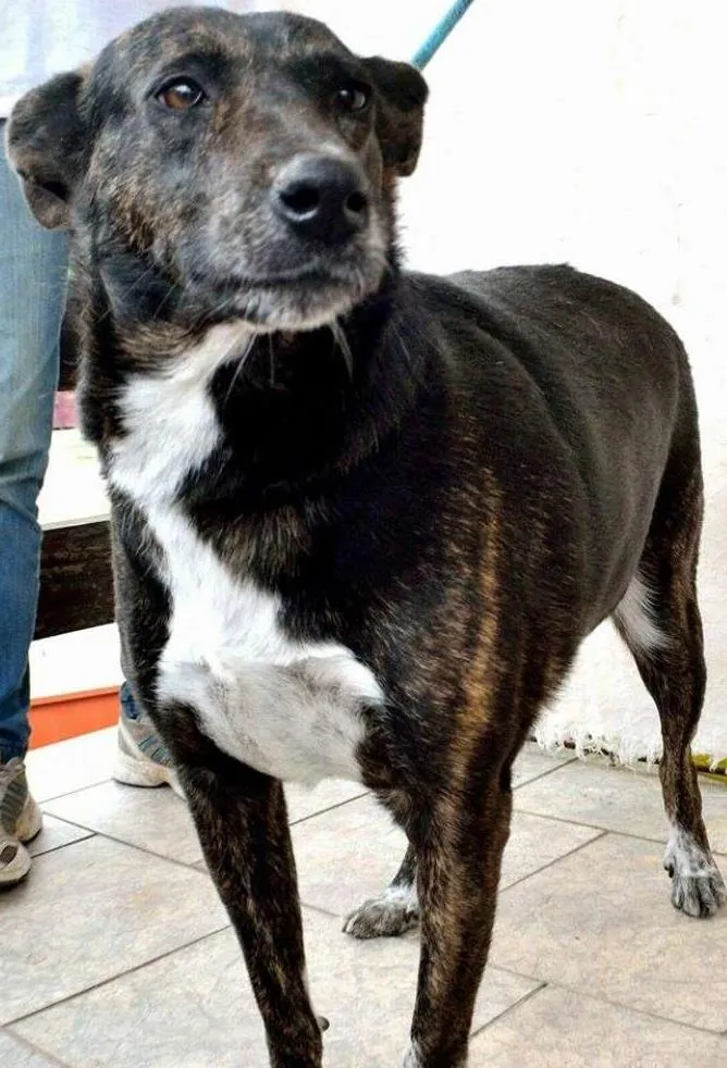 Cachorro ra a SRD idade 4 anos nome Cotó