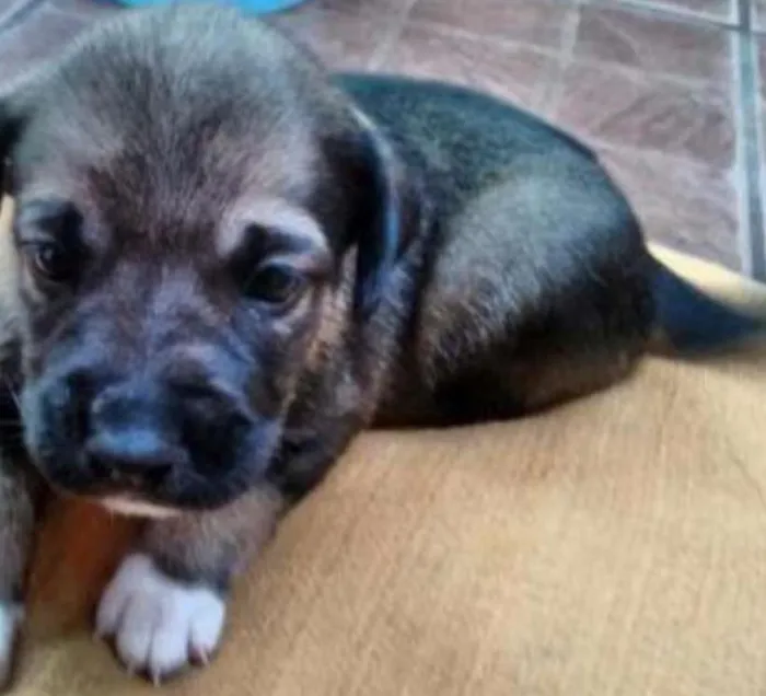 Cachorro ra a SRD idade Abaixo de 2 meses nome Anitta/Joelma/Bruce