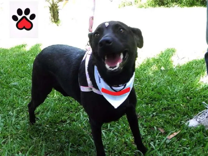 Cachorro ra a SRD idade 1 ano nome Maju
