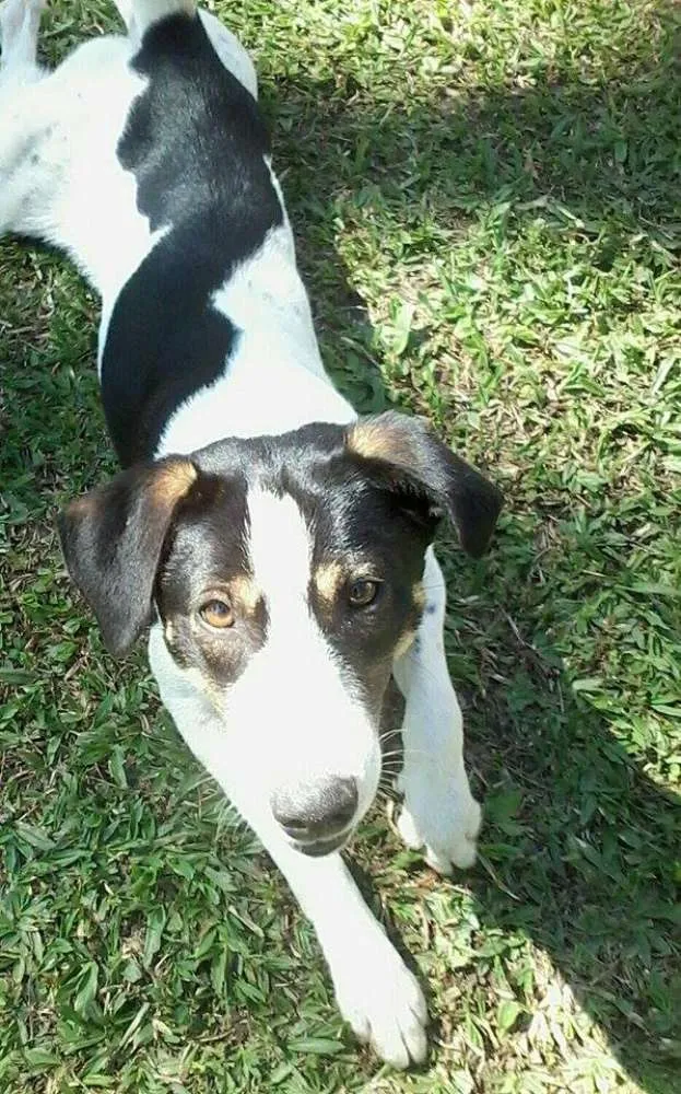 Cachorro ra a SRD idade 1 ano nome Toddy