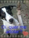 Toddy