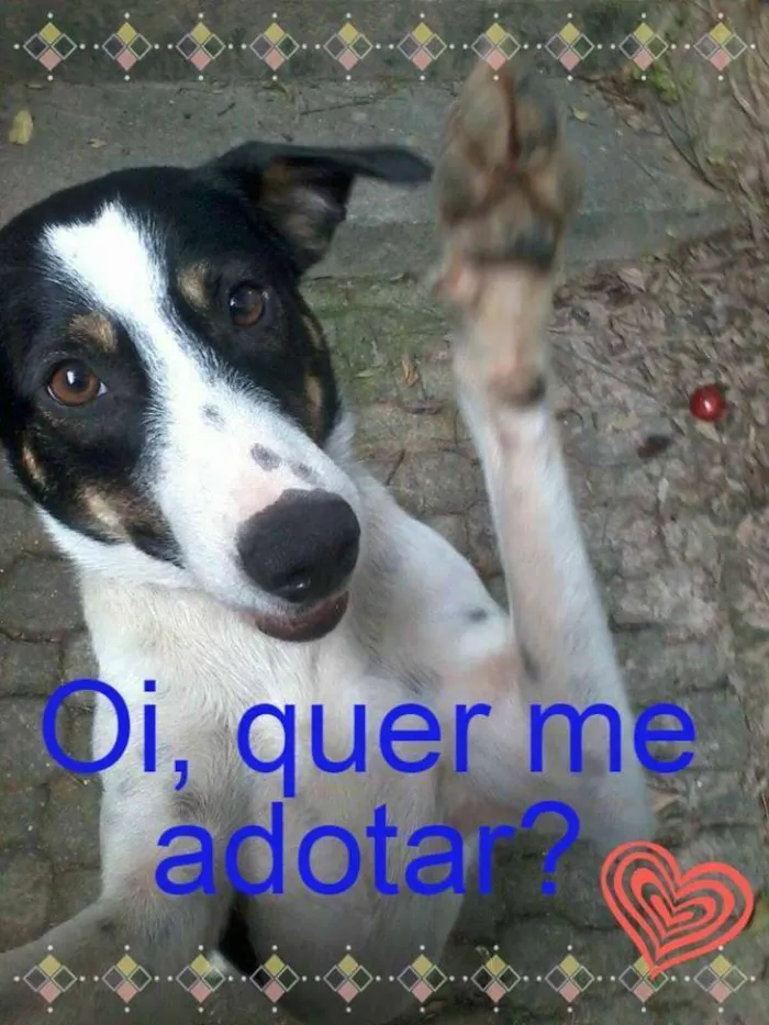 Cachorro ra a SRD idade 1 ano nome Toddy