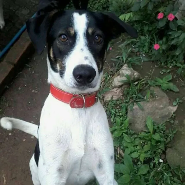 Cachorro ra a SRD idade 1 ano nome Toddy