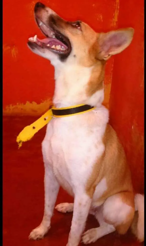 Cachorro ra a Nenhuma idade 2 anos nome Athena
