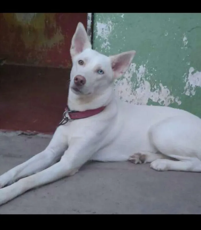 Cachorro ra a Husky com Labrador idade 2 anos nome Venus