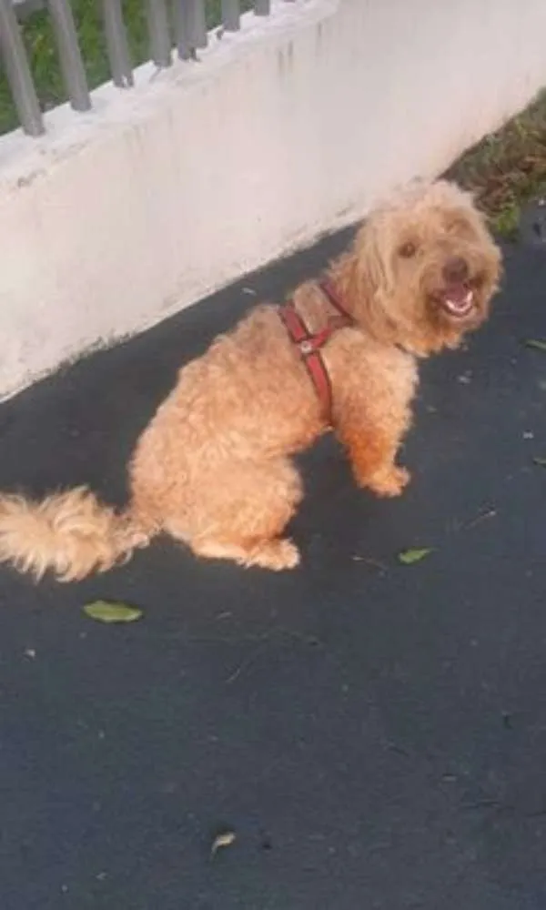 Cachorro ra a indefinido idade  nome Cachorro