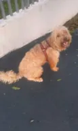 Cachorro