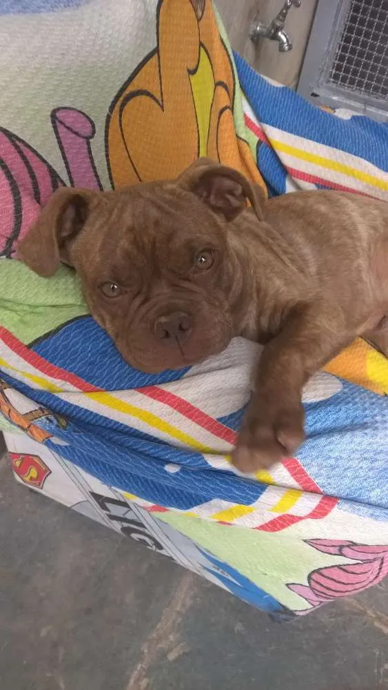Cachorro ra a SRD idade 2 a 6 meses nome Maylon