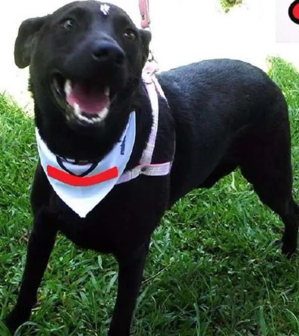 Cachorro ra a SRD idade 1 ano nome Maju