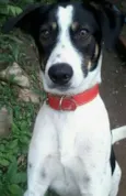 Toddy