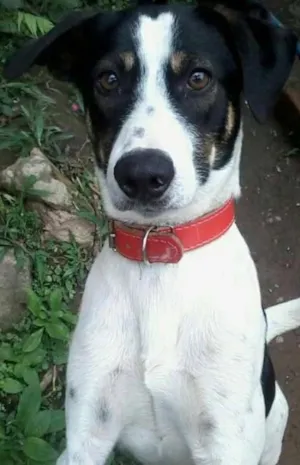 Cachorro raça SRD idade 1 ano nome Toddy