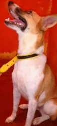 Athena