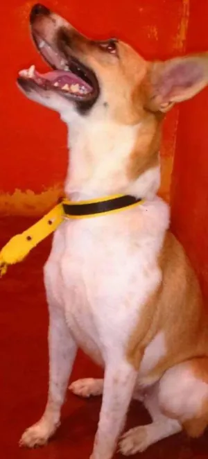 Cachorro raça Nenhuma idade 2 anos nome Athena
