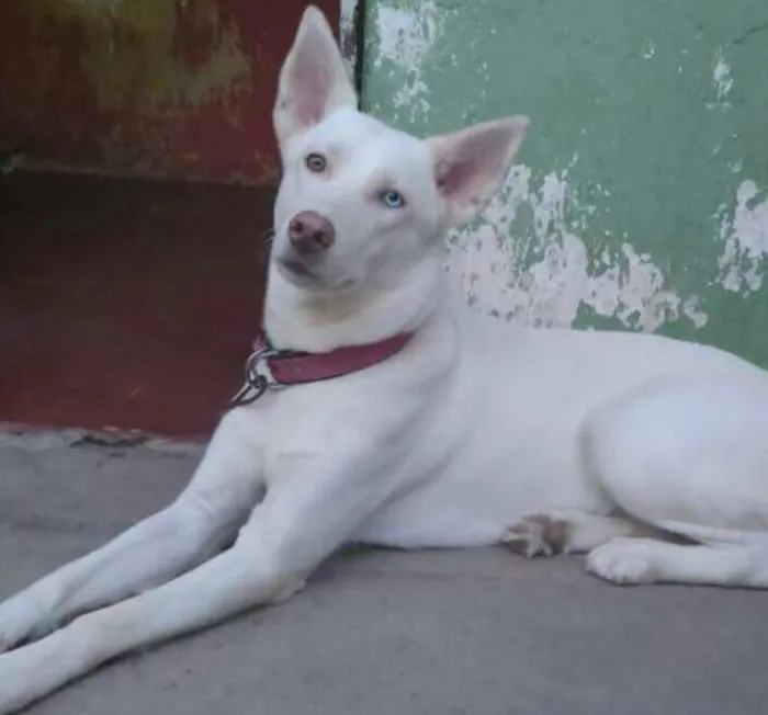 Cachorro ra a Husky com Labrador idade 2 anos nome Venus