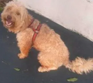 Cachorro raça indefinido idade  nome Cachorro
