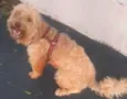 Cachorro
