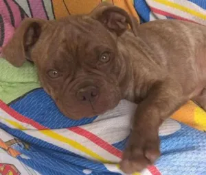 Cachorro raça SRD idade 2 a 6 meses nome Maylon