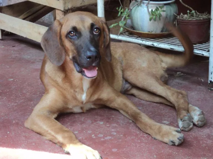 Cachorro ra a vira lata com pastor alemão idade 2 a 6 meses nome Cachorro