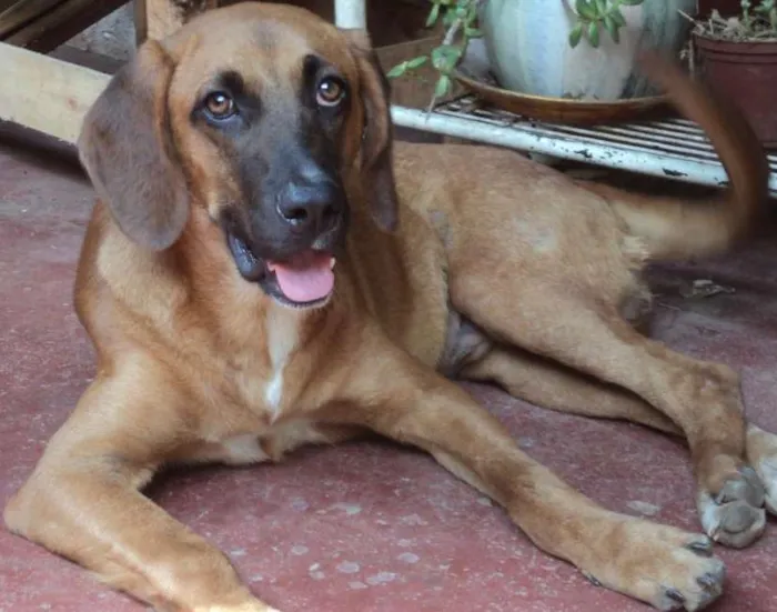 Cachorro ra a vira lata com pastor alemão idade 2 a 6 meses nome Cachorro