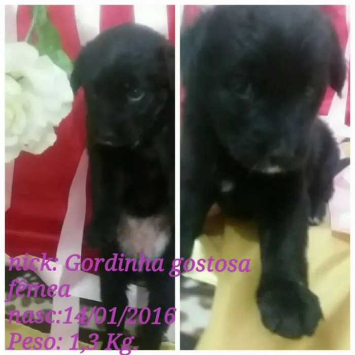 Cachorro ra a SRD idade Abaixo de 2 meses nome Na foto