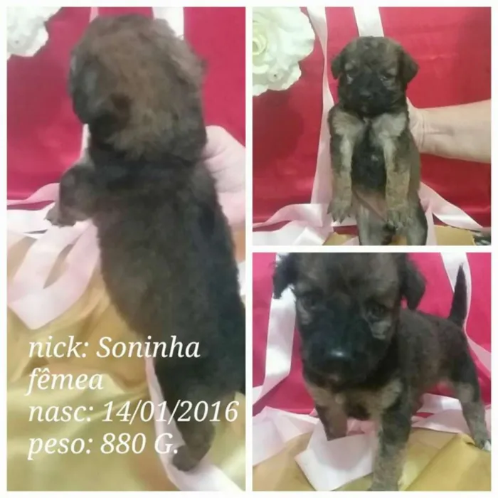 Cachorro ra a SRD idade Abaixo de 2 meses nome Na foto
