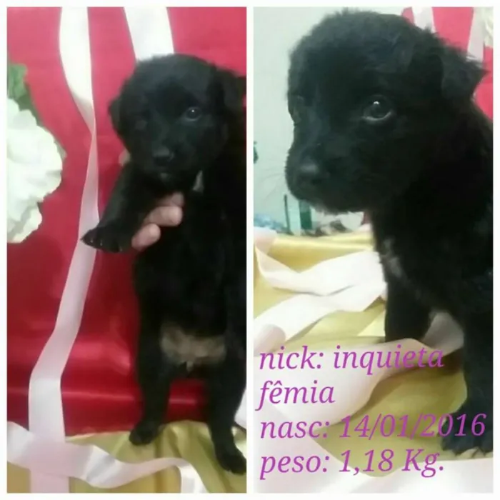 Cachorro ra a SRD idade Abaixo de 2 meses nome Na foto
