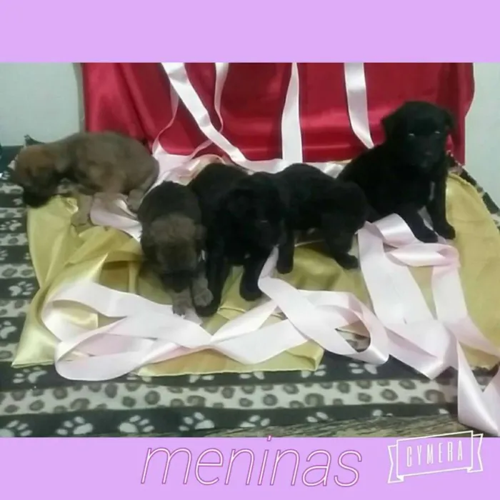 Cachorro ra a SRD idade Abaixo de 2 meses nome Na foto