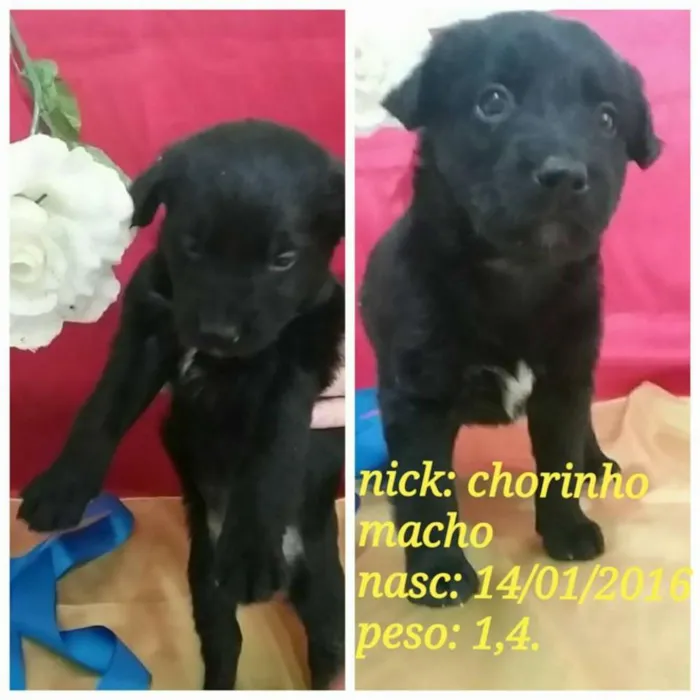 Cachorro ra a SRD idade Abaixo de 2 meses nome Na foto