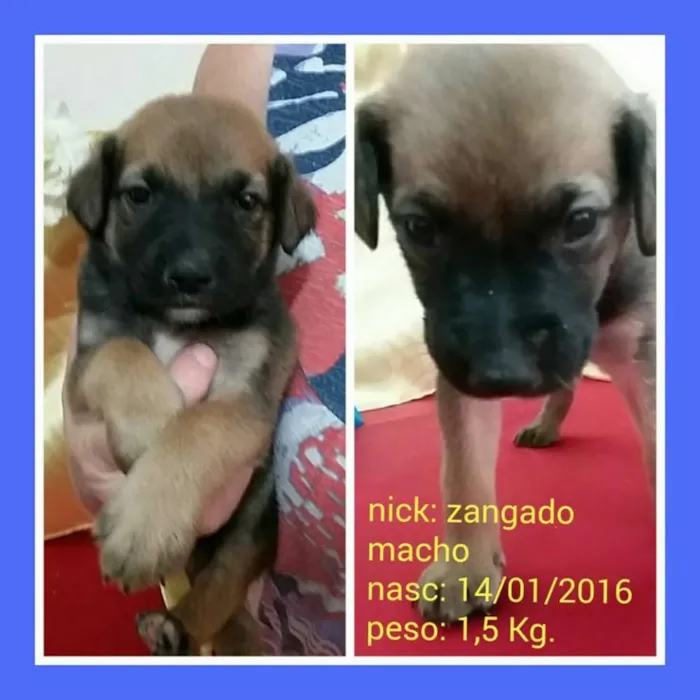 Cachorro ra a SRD idade Abaixo de 2 meses nome Na foto
